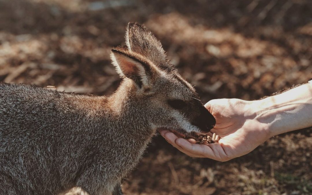 Shipping Nutritional Supplements to Australia: Guidelines